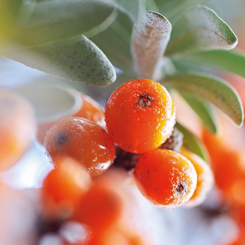 Weleda Sea Buckthorn Elixir