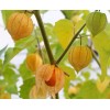100+Tomatillo Seeds CapeGooseberry Chinese Lantern Fruit Golden Ground Berry USA
