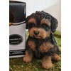 Pet Pals Black and Tan Cavapoo | Resin Home or