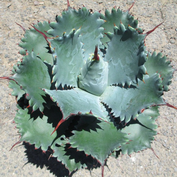 Crazy H Cactus Agave potatorum "Spawn" Starter Plants! FINALLY AVAILABLE!!