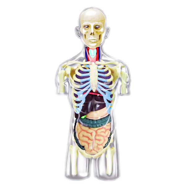 4D Master Transparent Human Anatomy Torso Model Kit, One Color