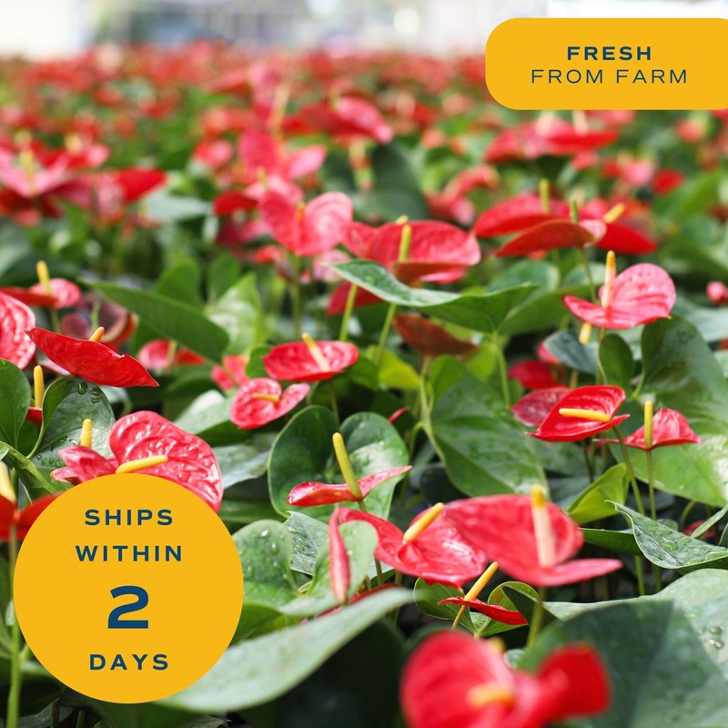 Costa Farms Anthurium, Flamingo Flower Live Plant in Decorative Pot,
