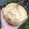 White 100+  Jicama Seeds Vegetable  Mexican Yam Bean Root Potato Seeds Non - GMO 2025