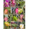 Cactus 9 Delicious Dragon Fruit cuttings 8-14 inches long check