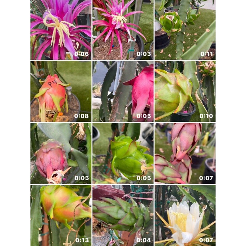 Cactus 9 Delicious Dragon Fruit cuttings 8-14 inches long check
