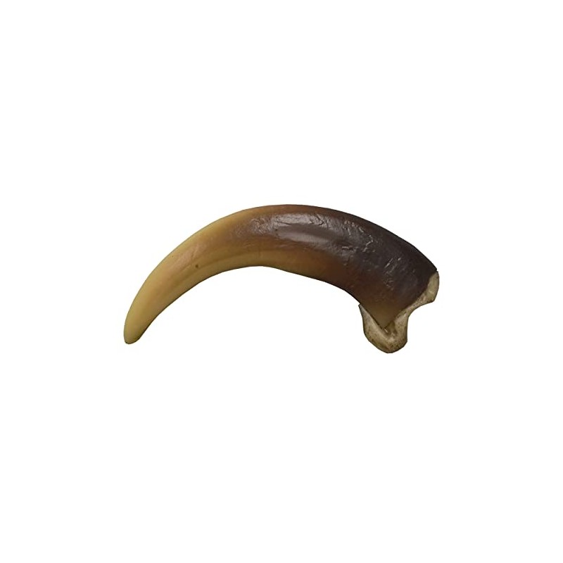 Skulls Unlimited Skulls Unlimited Grizzly Bear Claw, Large (9 cm)