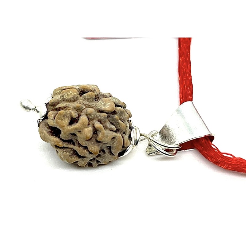 Awaken Your Kundalini Certified 2 Mukhi Rudraksha Pendant Necklace (Two