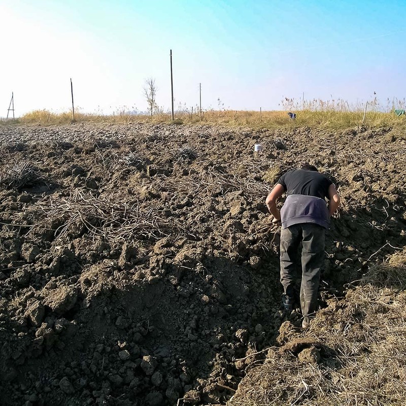 Seggiano Organic Liquorice Pebbles 100g