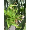 Cactus 30 Organic Dragon Fruit cuttings 8-14 inches long check