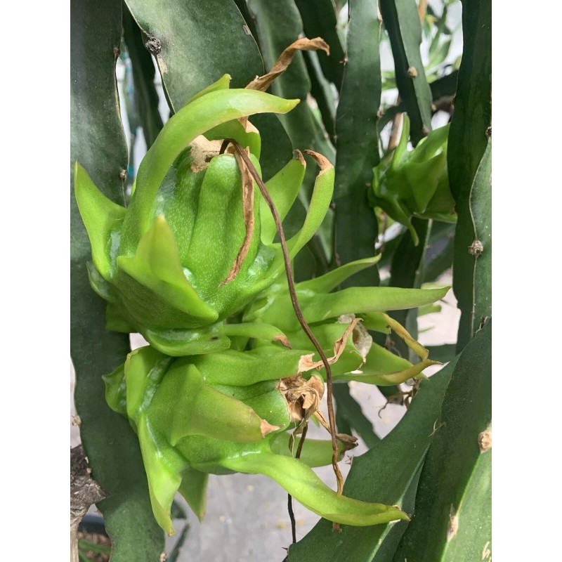 Cactus 30 Organic Dragon Fruit cuttings 8-14 inches long check
