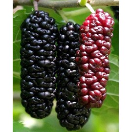 Illinois Everbearing Mulberry Tree 6-10" Tall, Sweet Fruit to Enjoy Year after Year, Fruit Bearing Potted Plant