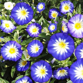 TomorrowSeeds - Royal Ensign Blue Dwarf Morning Glory Seeds - 1200+ Count - for 2025 Planting Rock Trailing Bindweed Mounding Groundcover Convolvulus Tricolor Flower Bush Landscape Grow Your Own Home