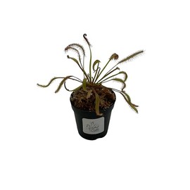 Cape Sundew 'Dark Maroon' (Drosera Capensis) Carnivorous Plant