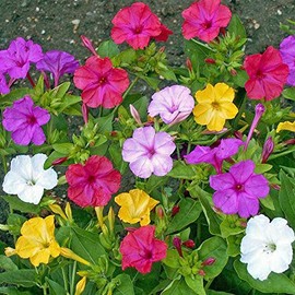 UtopiaSeeds Mixed Four O'Clock Seeds - Mirabilis Jalapa - Heat and Drought Tolerant Flowers