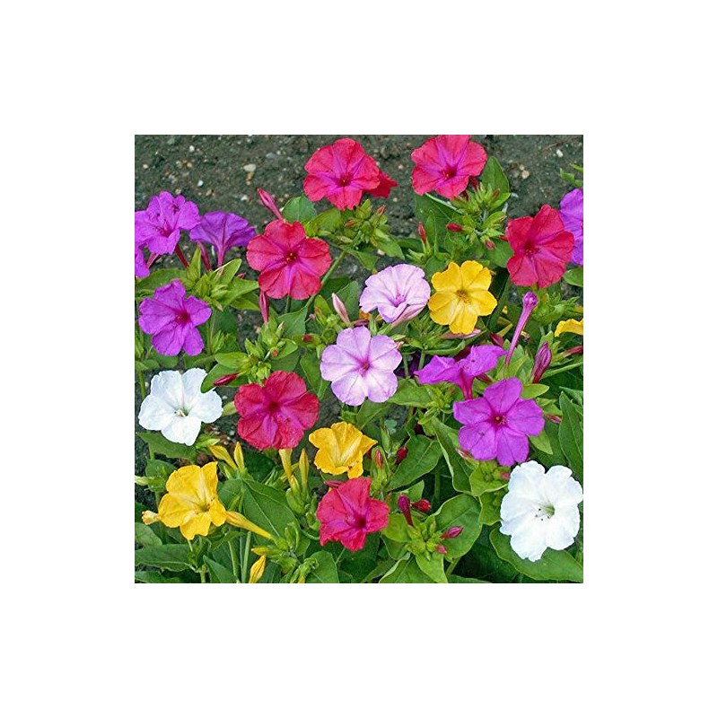 UtopiaSeeds Mixed Four O'Clock Seeds - Mirabilis Jalapa - Heat