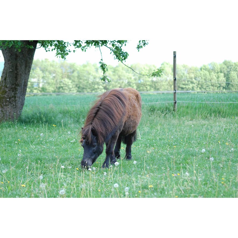 AMKA Western Saddle Girth, Cord Strap for Shetty Pony in