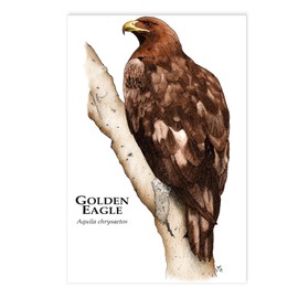CafePress Golden Eagle Postcards (Package of 8), 6"x4" Printed Note Card
