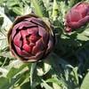 Purple Romagna Artichoke Seeds for Planting, 25+ Heirloom Seeds Per