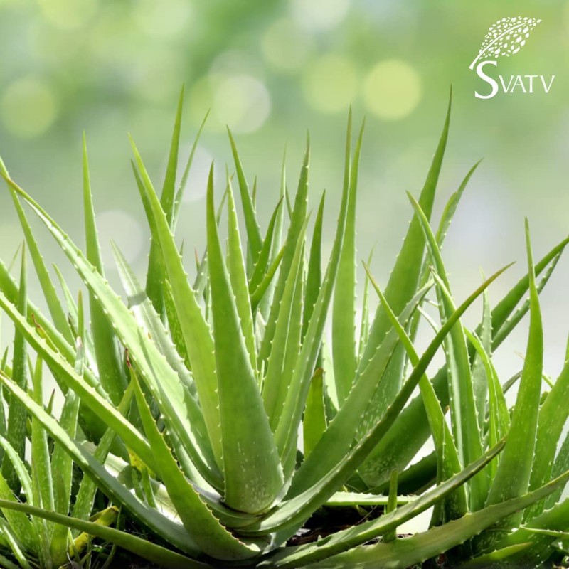 SVATV Papaya Aloe Vera Gel | Wrinkle Reduction | Skin