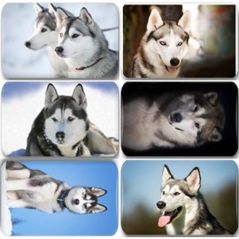 Merchandise for Fans Siberian Husky/Alaskan Malamute/Sleigh Dog - 6 Rectangular Fridge Magnets 7 x 4.5 cm - 02 for Memo Board Notice Board Magnetic Board Whiteboard