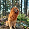 Lion Dog Costume for Halloween Dress-Up – Soft Fleece Hooded