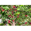 Café Duran Best Panama Whole Roasted Coffee Beans 360gr (12.7oz)