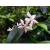 Rare Scented Jasmine Flower Easy to Grow 5g Seeds