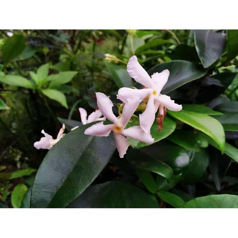 Rare Scented Jasmine Flower Easy to Grow 5g Seeds
