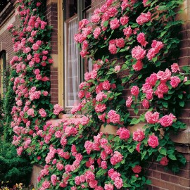 10 PINK CLIMBING ROSE Rosa Bush Vine Climber Fragrant Butterfly Flower Seeds