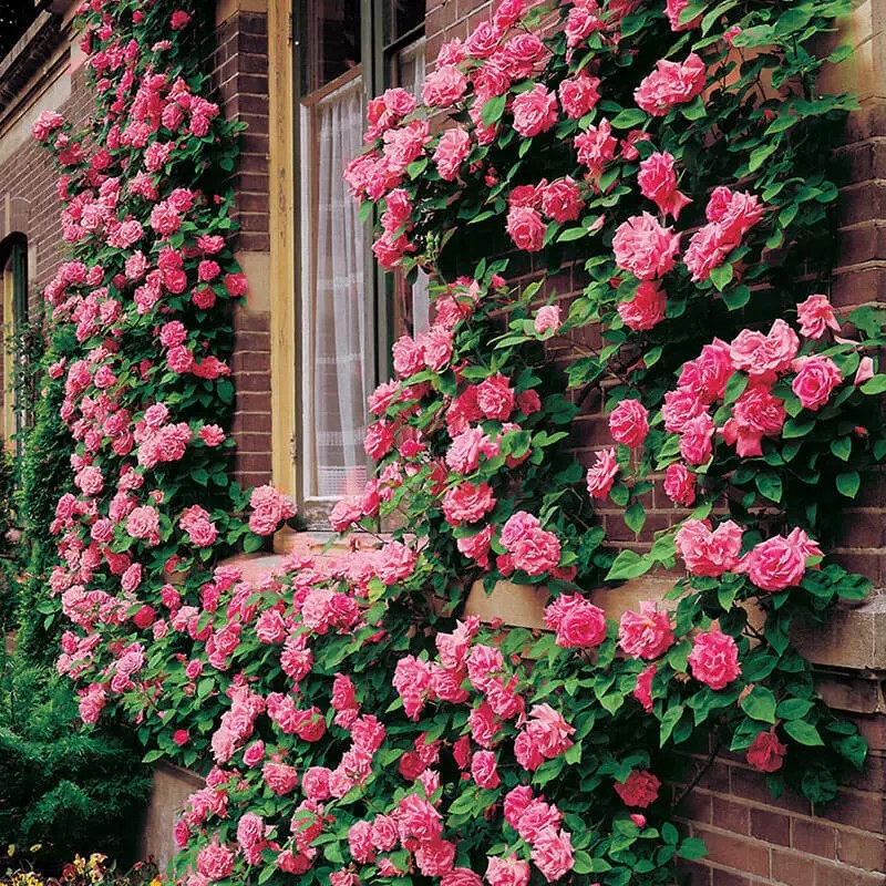 10 PINK CLIMBING ROSE Rosa Bush Vine Climber Fragrant Butterfly