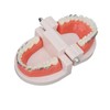 Dental Typodont Teeth Model with Orthodontic Metal Bracket for Dentist