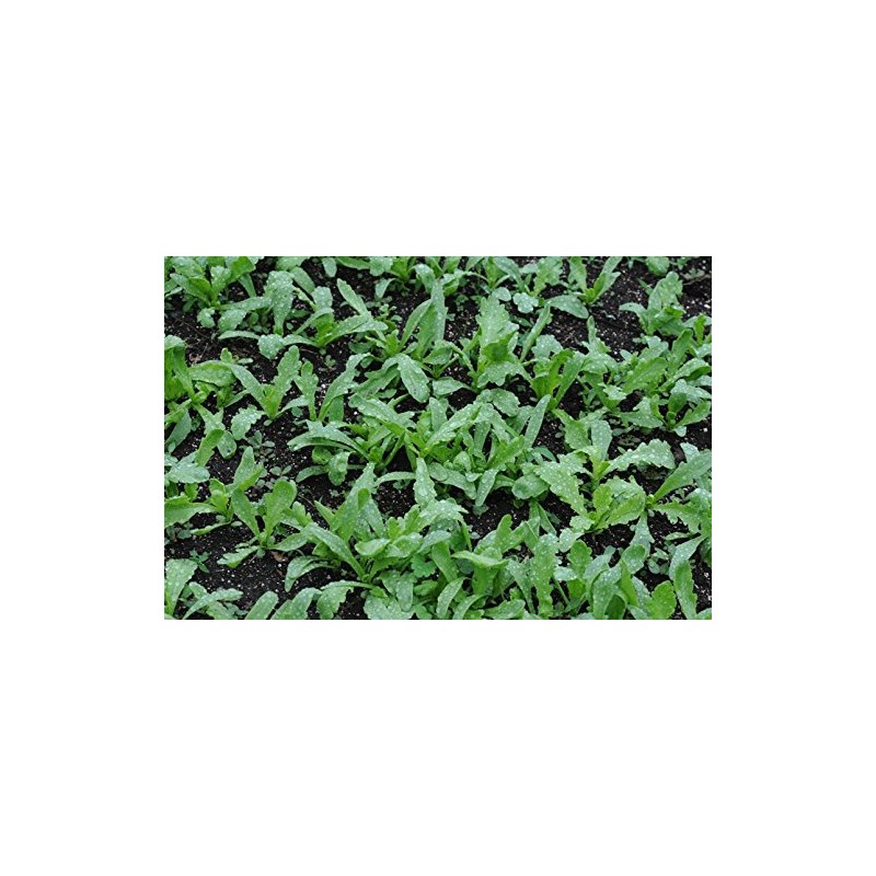 Shungiku Seeds - Edible Chrysanthemum - Green - Liliana's Garden