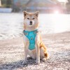 PHOEPET No Pull Dog Harness, Unique Colors Reflective Adjustable Dog