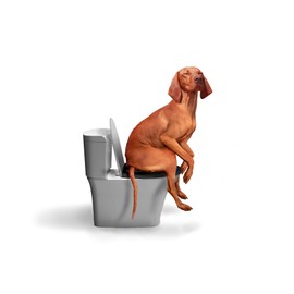 CaniMove Pack of 3 (3 packs of 12 tablets) enteral acute - for and after acute diarrhoea of dogs and cats. Tasty and good!