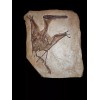 Pterodactylus kochi Skeleton Fossil Replica- Pterosaurs-Pal