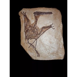 Pterodactylus kochi Skeleton Fossil Replica- Pterosaurs-Pal