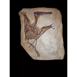 Pterodactylus kochi Skeleton Fossil Replica- Pterosaurs-Pal