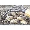 Clam Hunting Set, Shellfish, Parent and Child, Family, Children, Ninja,