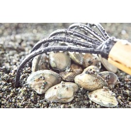 Clam Hunting Set, Shellfish, Parent and Child, Family, Children, Ninja, Rake, Scoop, Ami Bag (Set of 3)