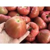 Home-Growth Sweet Java Apple, Wax Apple, Syzygium Samarangense - 5