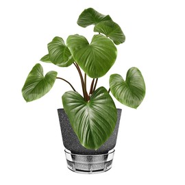 HYNZ 2024 Upgraded 5 Pack 6-Inch Self-Watering Planter Pots with Deep Reservoir for Indoor and Outdoor Plants with Planting Tools (Frosted Black)