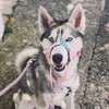 Big Dog Styles Head Collar. Made in UK for Large