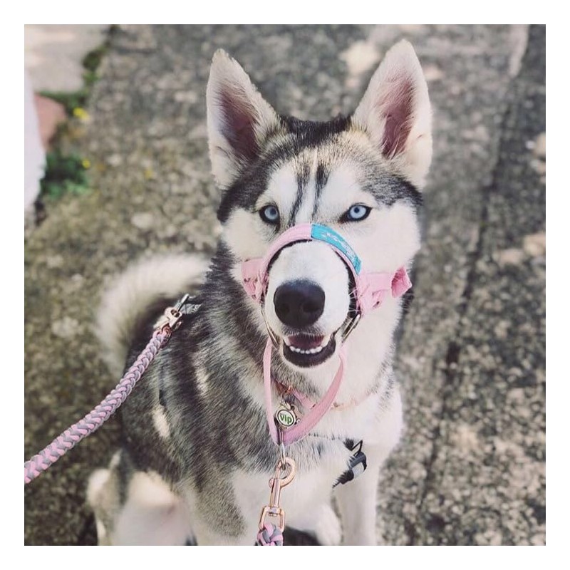 Big Dog Styles Head Collar. Made in UK for Large