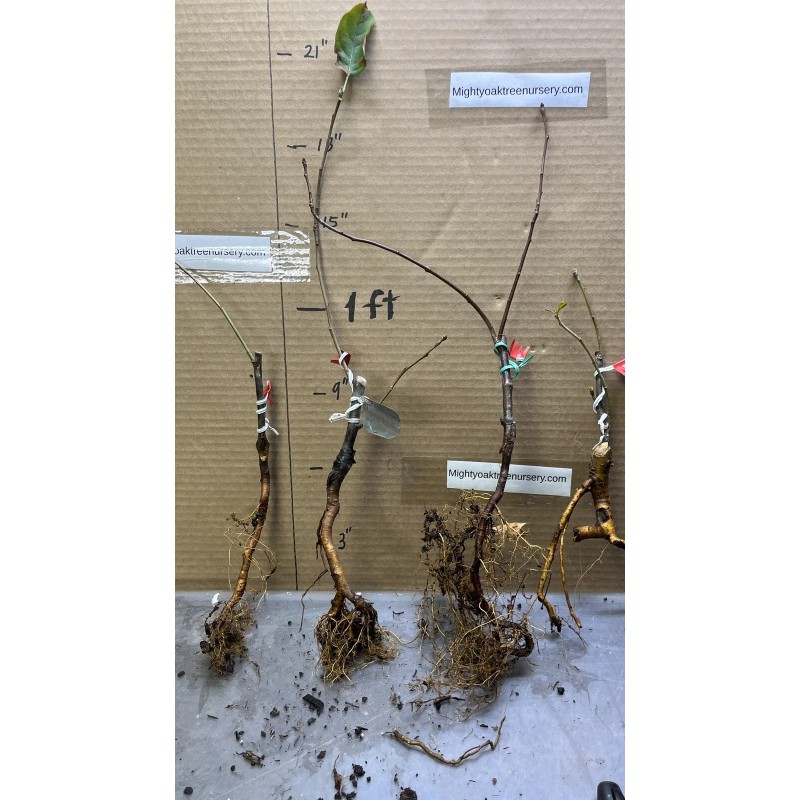 Live Plant Scarlet Surprise (Bill's Red Flesh) grafted, roots wrapped