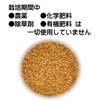 Domestic Gold Sesame, 10.6 oz (300 g), Roasted