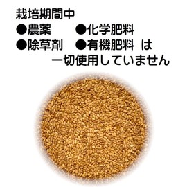 Domestic Gold Sesame, 10.6 oz (300 g), Roasted