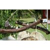 Salty Pelican Pack of 2 Large Saddle Oyster Seashells Windchime