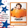 Pumpkin Seeds for Planting (Big Max) Heirloom, Non-GMO Vegetable Variety-