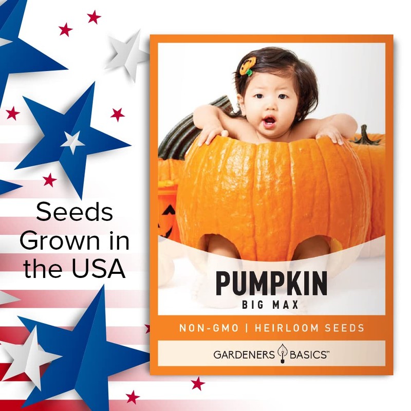 Pumpkin Seeds for Planting (Big Max) Heirloom, Non-GMO Vegetable Variety-