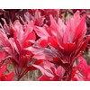 HAWAIIAN RED TI LEAF PLANT 2 LOGS ~ GROW HAWAII